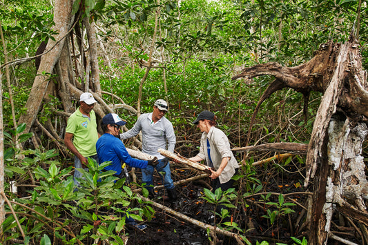 Why protecting mangroves is key to mitigating climate change