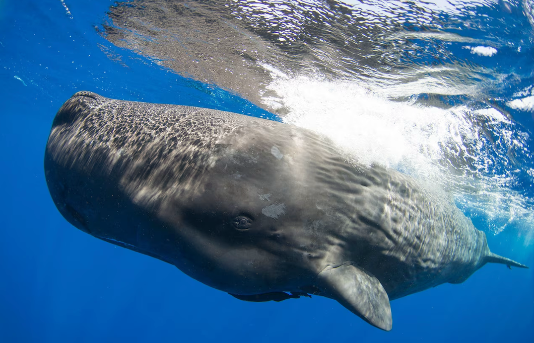 Sperm Whales in Caribbean Have Distinct Culture