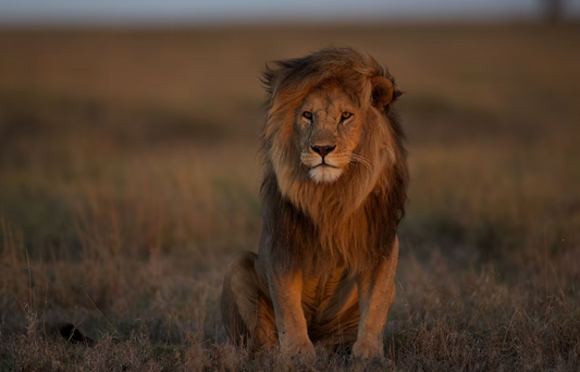 Where lions once ruled, they are now quietly disappearing