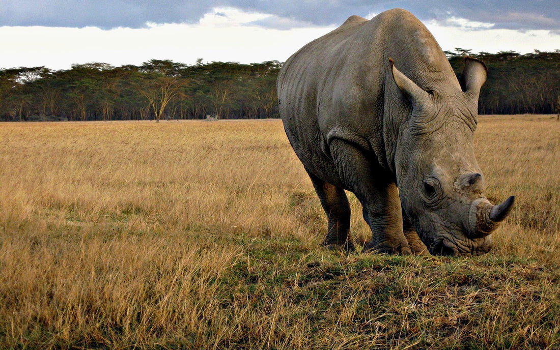 No one wanted to buy 2,000 rhinos up for auction. What happened next is good news.