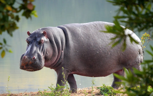 Hippos had found refuge in Uganda’s national parks. But that may be changing