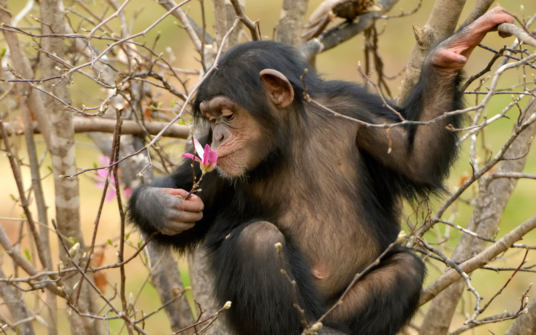 What wild chimps can teach humans about healthy aging