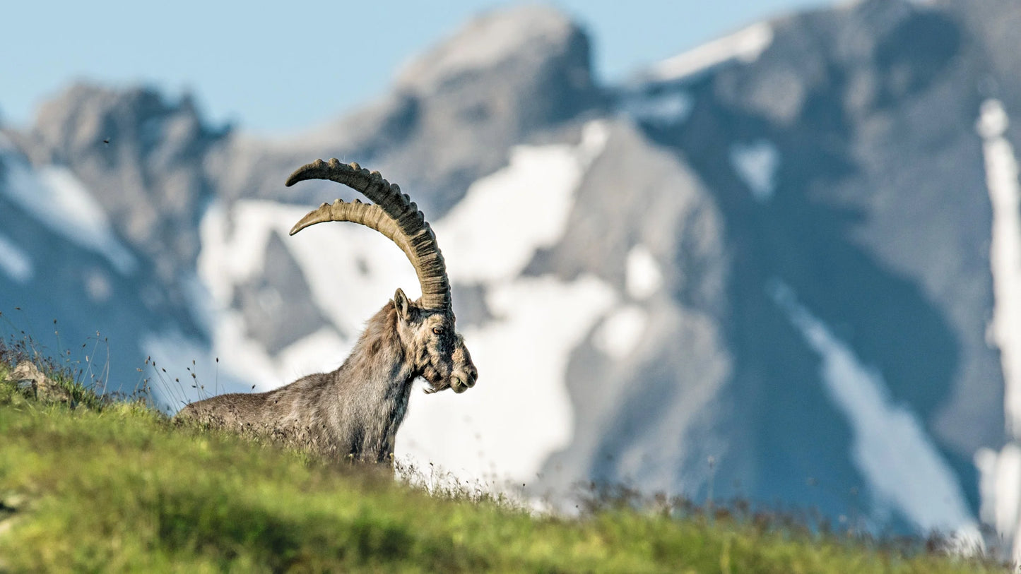 ALPINE WILDLIFE EXPEDITION IN SWISS